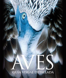 Aves
