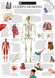 El Cuerpo Humano