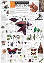 Insectos